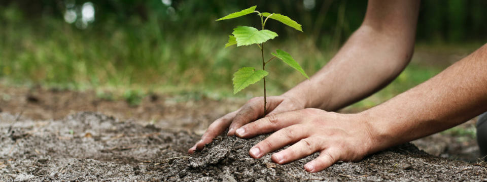 Plantation arbre.jpg